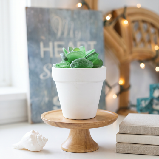 Sea Glass Succulent